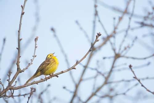 Yellowhammer Emberiza citrinell, adult male singing from tree, Hertfordshire, England, UK, March