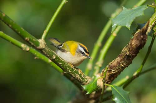 Firecrest Regulus ignicapilla, adult male, foraging from holly bush, New Forest, Hampshire, UK, March