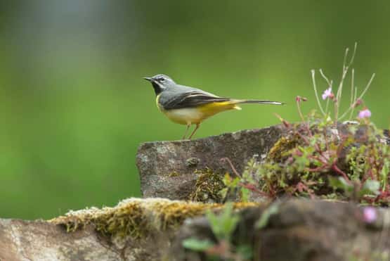 Grey wagtail Motacilla cinera, adult breeding male standing on stone wall, Forest of Dean, Gloucestershire, May