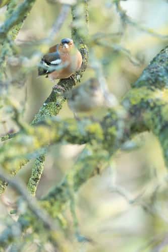 Common chaffinch Fringilla coelebs, adult male and female perched in tree, Greylake RSPB Reserve, Somerset, February