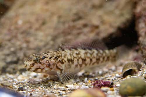 Rock goby Gobius paganellus, swimming near rocks, Pembrokeshire, August