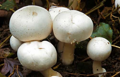 Horse mushroom Agaricus arvensis, mature edible fungus of rural woodland paths, Banbury, Oxfordshire, October