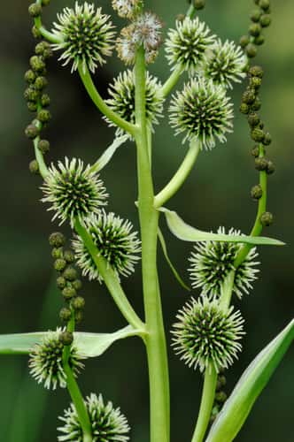 Branched bur-reed Sparganium erectum, close-up of section of plant isolated against river and showing flower clusters, Berwickshire, Scottish Borders, Scotland, UK, July