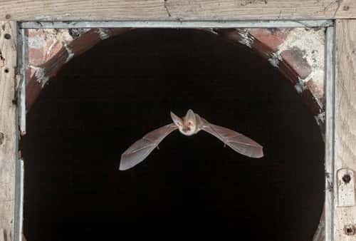 Grey long-eared bat Plecotus austriacus, flying through wood and brick arch, France, July