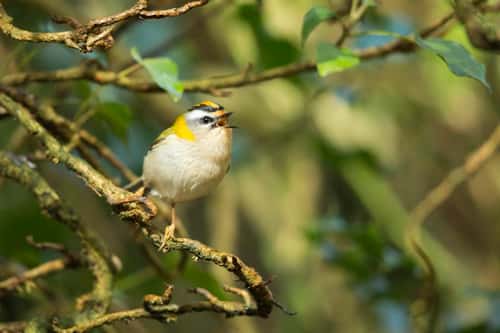 Firecrest Regulus ignicapilla, adult male, singing from ivy bush, New Forest, Hampshire, UK, March