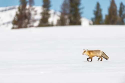Red fox Vulpes vulpes, female looking for food, Yellowstone, USA, February