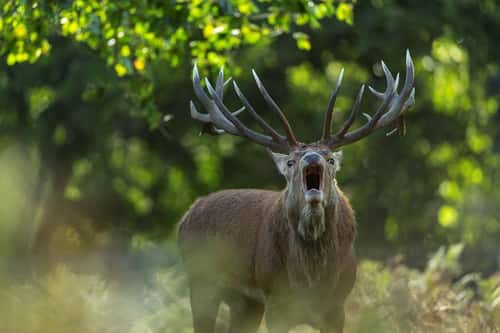 Red deer Cervus elaphus, stag roaring, Bushy Park, London, UK, September