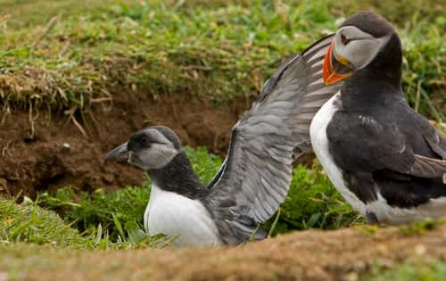 Puffin Fratercula artica, with young, Skomer, July