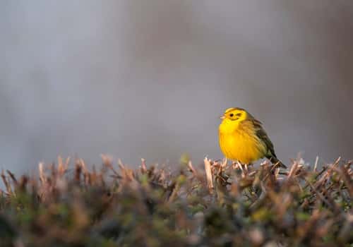 Yellowhammer Emberiza citrinell, adult male perched on recently-flaied hedge, Hertfordshire, England, UK, March