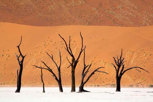 Camelthorn, fossilised trees on ancient salt pan now surrounded by desert dune system, Dead Vlei, Sossusvlei, Namibia, September