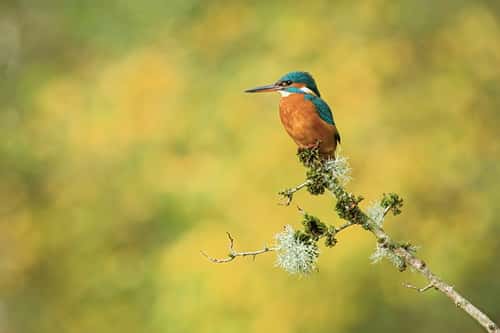 Common kingfisher Alcedo atthis, adult female perched on lichenous hawthorn branch against an Autumnal background, Forest of Dean, Gloucestershire, October