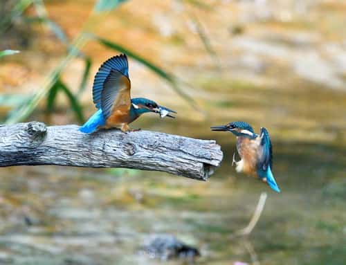 Common kingfisher Alcedo atthis, two adults about to exchange fish, Czech Republic, August