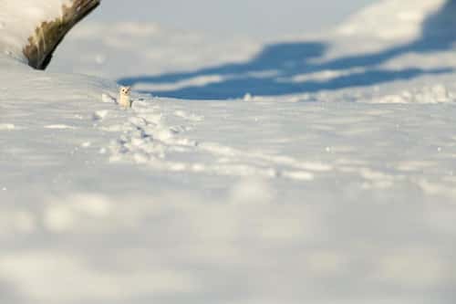 Least weasel Mustela nivalisa, adult peeking from tracks in snow, Pikla Linnumaja, Estonia, February