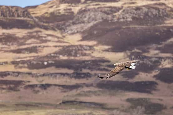 White-tailed eagle Haliaeetus albicilla, adult in flight over mountains, Loch Tuath, Isle of Mull, Scotland, UK, April