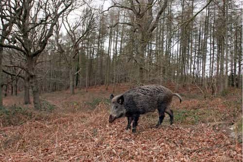 Wild boar Sus scrofa, young male roaming in typical deciduous early Spring-time Oak woodland, Forezt of Dean, Gloucestershire, March