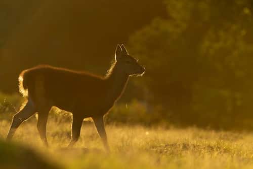 Red deer Cervus elaphus, Bushy Park, London, UK, September
