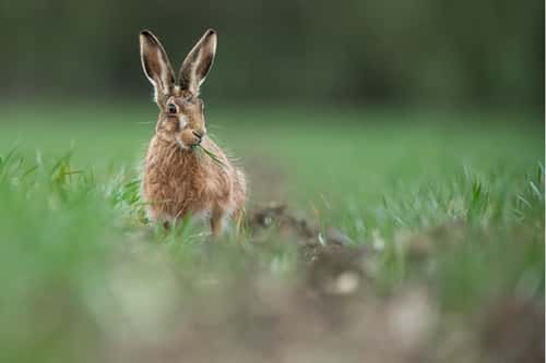 European hare Lepus europaeus, sat feeding in agricultural low crops, Hertfordshire, England, UK, March