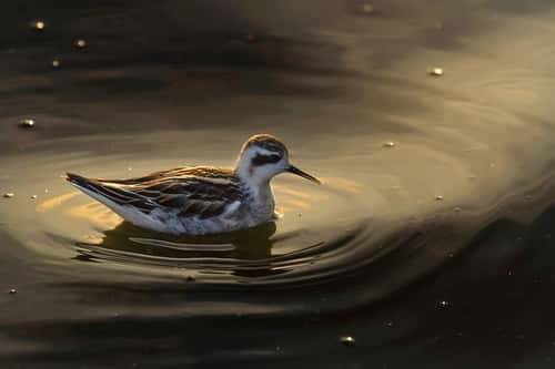 Red-necked phalarope Phalaropus lobatus, a single juvenile bird feeding on a lake with golden light refelecting on the water surface, King's Mill reservoir, Mansfield, Nottinghamshire, England, UK, August