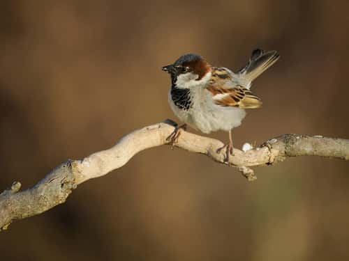 House sparrow Passer domesticus, single male on perch, Spain, June