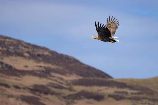 White-tailed eagle Haliaeetus albicilla, adult in flight over mountains, Loch Tuath, Isle of Mull, Scotland, UK, April