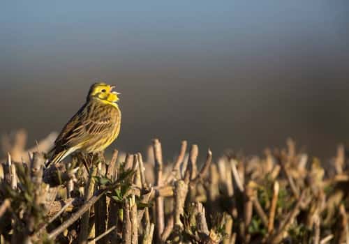Yellowhammer Emberiza citrinell, adult male singing from recently-flailed hedge, Hertfordshire, England, UK, March