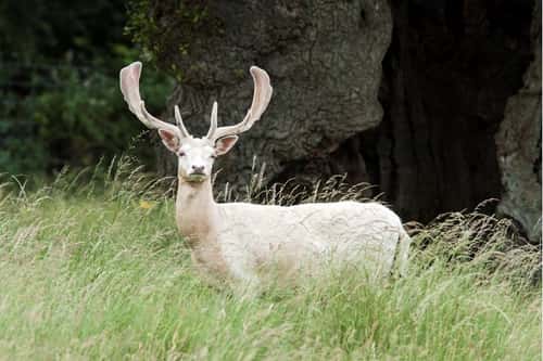 Fallow deer Dama dama, mature white male in a woodland clearing, Bradgate Park, Leicestershire,July