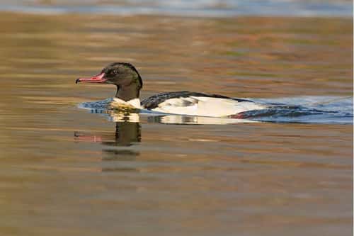 Goosander Mergus merganser, mature adult male swimming quickly on an Autumnal lake, Cannop Ponds, Forest of Dean, Gloucestershire, November