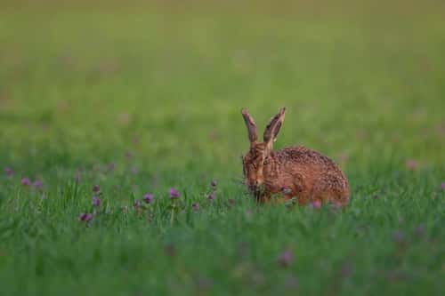Brown hare Lepus europaeus, adult feeding on Red-dead nettle plants in a cereal field, Suffolk, England, UK, April
