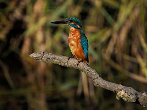 Kingfisher Alcedo atthis, adult female fishing from perch, front view in upright posture, Holme, Norfolk, UK, October