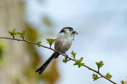 Long-tailed tit Aegithalos caudatus, adult carrying nesting material, Langford Lakes, Wiltshire, April
