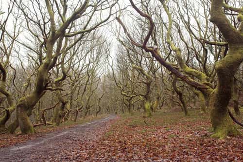 Upland Western sessile oak Quercus petraea, rare mature native woodland on a gloomy winter's day, St. Mary's Vale, Brecon Beacons National Park, Wales, February