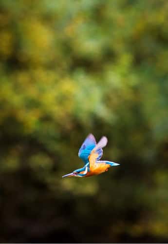 Common kingfisher Alcedo atthis, adult female in flight against woodland trees in early Autumn, Forest of Dean, Gloucestershire, October