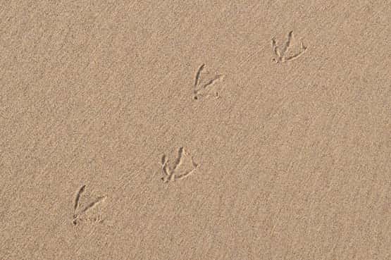 Bird footprints on a sandy beach, Norfolk, England, UK, January