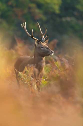 Red deer Cervus elaphus, stag amongst bracken, Richmond Park, Greater London, October