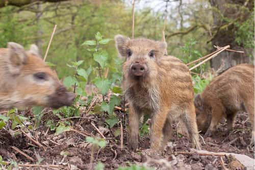 Wild boar Sus scrofa, piglet or boarlet alert during rooting the soil alongside litter mates, Forest of Dean, Gloucestershire, May