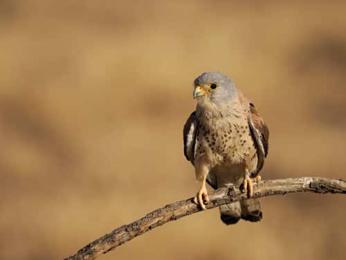 Lesser kestrel Falco naumanni, single male on perch, Spain, June