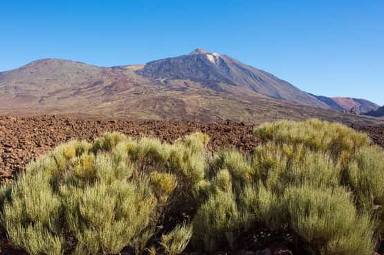Pico del Teide, iconic volcano is largest mountain in Spain (3,718m) with sub-tropical shrubs growing in semi-arid landscape of rugged lava flows, Tenerife, Canary Islands, April