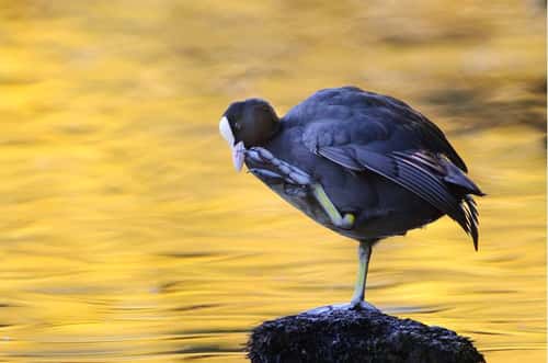 Eurasian coot Fulica atra, perched on stone in lake scratching face, late afternoon sun reflected in water, County Durham, England, UK, September