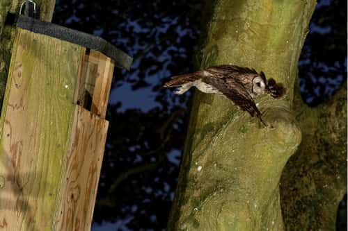 Tawny owl Strix aluco, adult flying from a nest box after delivering prey to its chick in a nest box, Wiltshire garden, UK, June