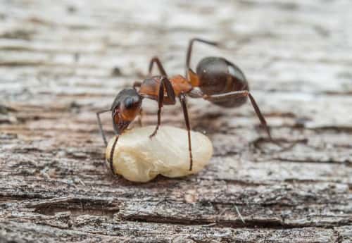 Southern wood ant Formica rufa, carrying a Wood ant pupa, Essex, England, UK, July