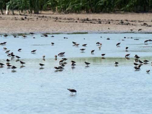 Various waders including Least sandpiper Calidris minutilla, in a saltmarsh lagoon, Quivira National Wildlife Refuge, Stafford County, Kansas, United States, September