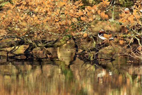 Mandarin duck Aix galericulata, breeding adult male perched in an Autumnal Oak Quercus robur tree reflected on an Autumnal pond, Cannop Ponds, Forest of Dean, Gloucestershire, November