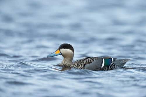 Silver teal Anas versicolor, adult swimming in shallow lake, Sea Lion Island, East Falkland, December