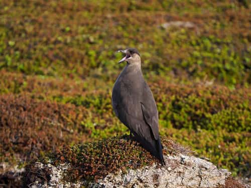Arctoc skua Stercorarius parasiticus, dark phase adult perched on rock in coastal breeding ground, back view calling, Varanger, Norway, June