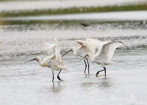 Eurasian spoonbill Platalea leucorodia, adults and juvenile drying wings after bathing, Norfolk, England, UK, July