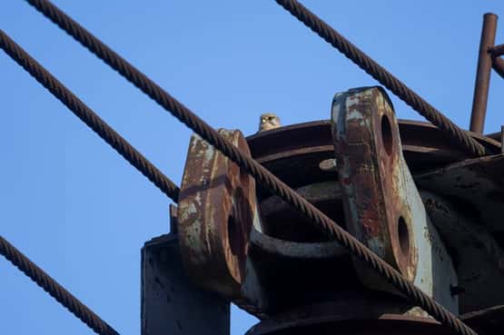 Common kestrel Falco tinnunculus, adult bird on an old coal mining structure, RSPB St Aidan's Nature Reserve, Yorkshire, England, UK, March