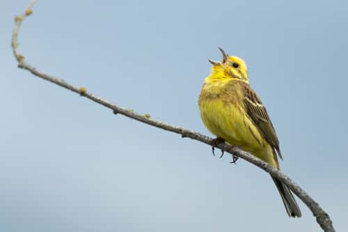 Yellowhammer Emberiza citrinella, adult singing from a branch in farmland, Derbyshire, England, UK, May