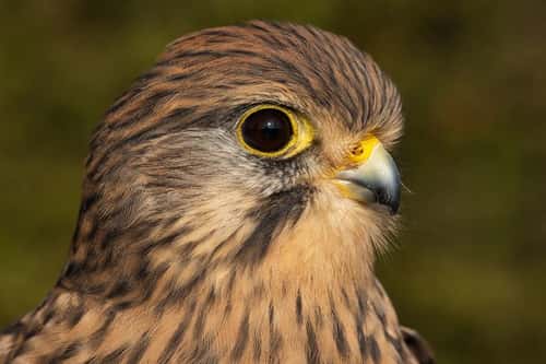 Common kestrel Falco tinnunculus (captive), adult female close-up portrait, Hawk Conservancy Trust, Hampshire, UK, November