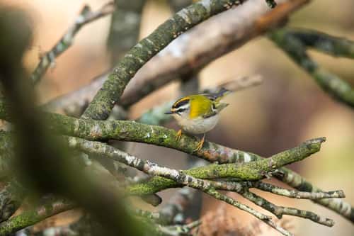 Firecrest Regulus ignicapilla, adult male, foraging amongst branches, New Forest, Hampshire, UK, March