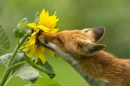 Red fox Vulpes vulpes, curious individual sniffing sunflower, Netherlands, August